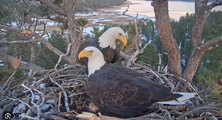 Jackie and Shadow, Big Bear's bald eagle pair, together at their nest in the pines above the lake