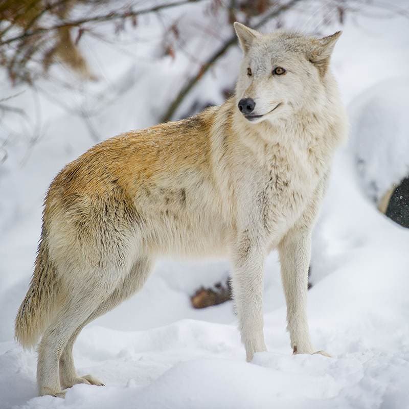 A wolf standing in fresh snow at the Big Bear Alpine Zoo