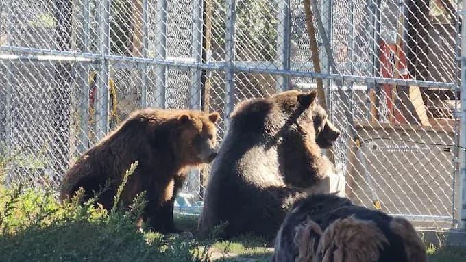 Brown bears together in their enclosure at the Big Bear Alpine Zoo