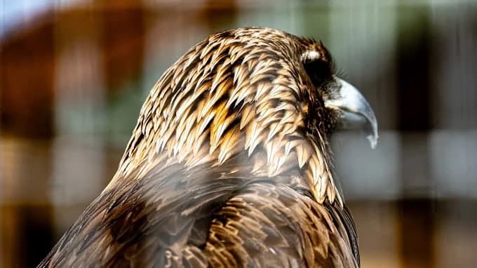 A raptor in close-up, feathers lit by the afternoon sun